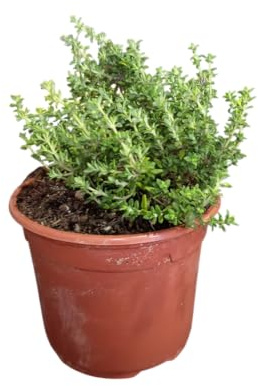 Tomillo – Planta aromática Natural para Cultivar en el Jardín o la Maceta
