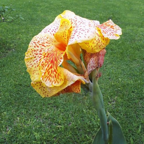 6bulbos de canna Cultivar de jardín en un balcón resistentes jardín y balcón Decoraciones exteriores primavera decorativas en 6pcs