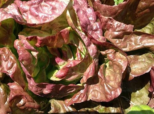 Buy4seeds 1000 Seeds Lettuce Brune d'hiver Red Winter Easy to Grow