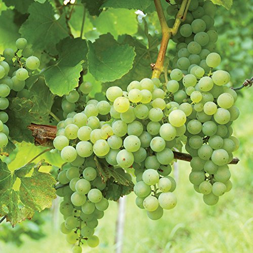Thompson & Morgan Grape Vine ‘Phoenix’ Garden Fruit Plant High Yield Variety Producing Sweet Green Skinned Edible Fruit for Vineyard (1 x 3 Litre Pot)