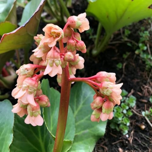 semillas de bergenia - decoraciones otoñales verdes resistentes 400pcs