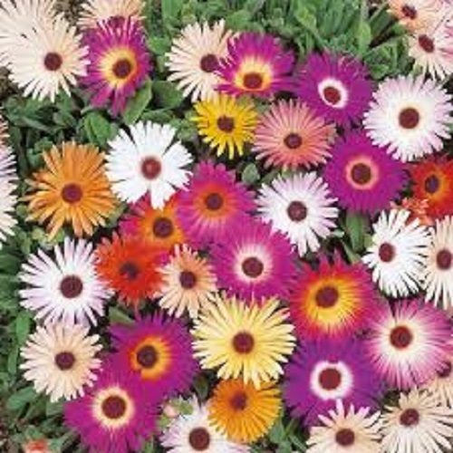 7,500 Seeds Mesembryanthemum Harlequin Mixed Flower Seeds 2g Livingstone Daisy 7,500 Seeds