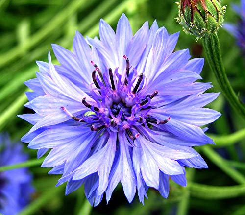 150 Graines de Bleuet (Centaurea cyanus)