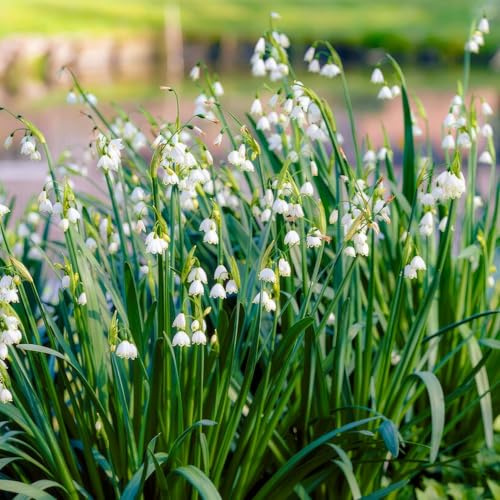Bulbi Fiori Perenni da Esterno - 50 Bulbi di Leucojum Gravetye Giant - Piante esclusive dall’Olanda - per giardino e vaso (non semi, non artificiali)