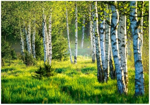 WallArena – fleece fototapet skog 350 x 250 cm – fototapeter – för vardagsrum sovrum – fibertapet tapet tapet 3D-effekt – inklusive lim – björk landskap natur grön