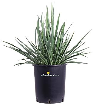 pianta di yucca in vaso yucca in vaso da esterno pianta da balcone pianta da terrazzo pianta vera venduta da eGarden.store (Yucca Filamentosa v.23 cm)