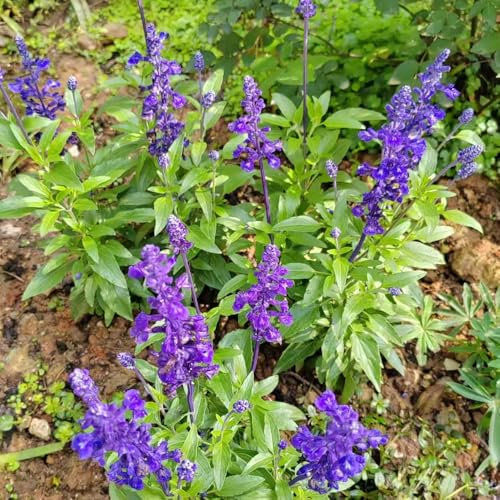 salbeisamen winterharte kübelpflanzen, kräutergarten geschenk zimmerpflanze dachbegrünung winterharte pflanzen für balkon, saatgut blumen geschenk balkon blumen samen pflanzensamen 80pcs