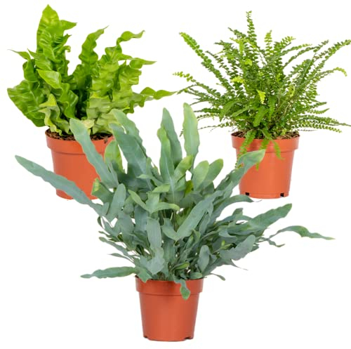 Bloomique - Lot de 3 - Mélange de fougères dépolluantes - Asplenium, Phlebodium, Nephrolepis - Plantes d’intérieur - 20-30 cm de haut - Pot 12 cm