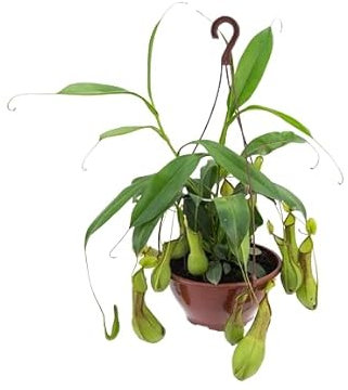 Planta Carnívora Viva DECOALIVE Especie Nepenthes Alata