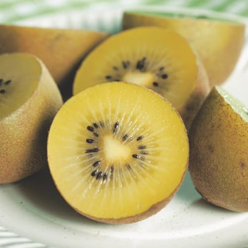 Pianta vera di Actinidia deliciosa Golden - femmina - Diametro Vaso Ø 15 cm