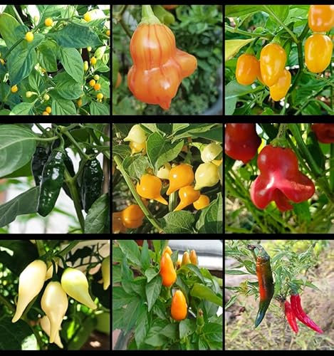 Massa chilifrön, 9 sorter, 90 frön (förpackning 14)