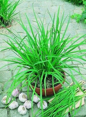 Chives Garlic Geisha Allium tuberosum 1,000 Seeds