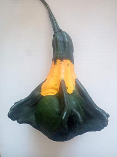 SEMILLAS CALABAZA ORNAMENTAL-VARIEDAD OTOÑO ALAS-