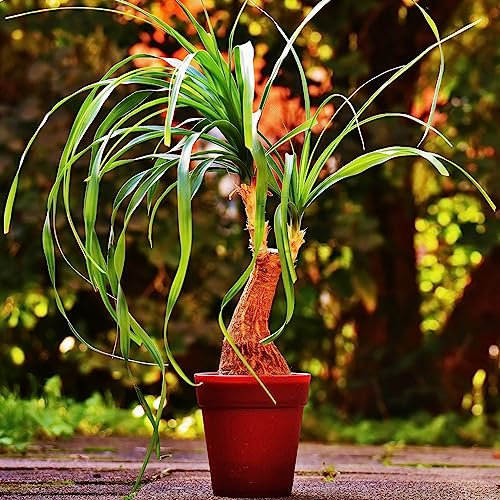 Red Ponytail Palm Tropical Succulent Plant Seeds - 15 Seeds for Indoor Houseplant