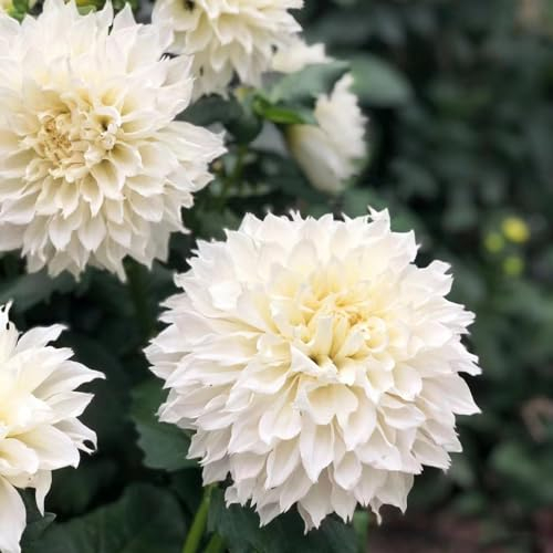6 Pcs Dahlien Knollen Winterhart, Dahlienknollen Kaufen - Dahlia Pinnata - Blumen Zwiebeln, Minigarten Dahlie Blumen, Winterharte Dahlien Zwiebeln, Nachhaltige Geschenke, Pflanzen