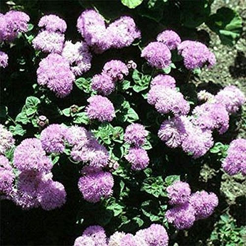 Ageratum- Boule rose-200 graines
