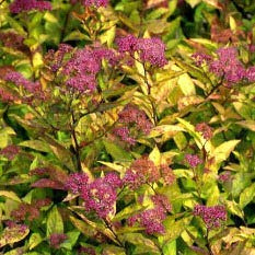 Sommarspiere'Firelight' – Spiraea japonica 'Firelight' 25–30 C –
