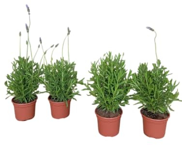 Lavanda en Pack de 4 – Plantas Naturales y Aromáticas para tu Jardín