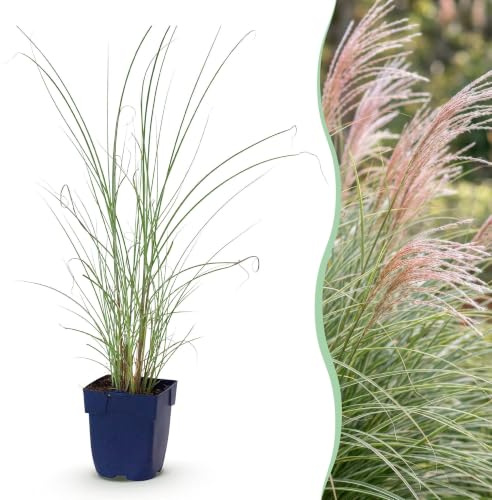 Green boutiQ - Graminées - Miscanthus sin. Morning Light - Herbe de la Pampa - Avec Plumet - Argent - 24 Plantes - Pot de 11cm - Hauteur 15-25cm