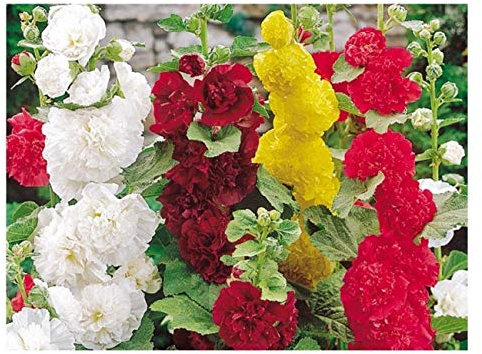 50 Hollyhock Summer Carnival Mixed Seeds - Mixed Colour Alcea Rosea - 50 Seeds