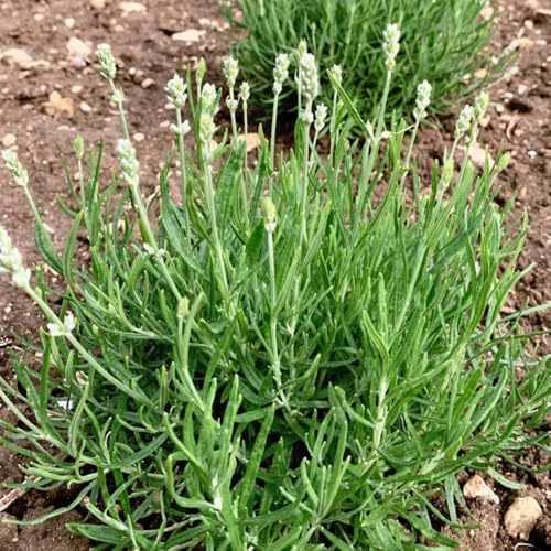 lavanda, semillas de lavanda de silvestres Jardín bancal elevado, resistentes en semillas balcón jardín 60semillas