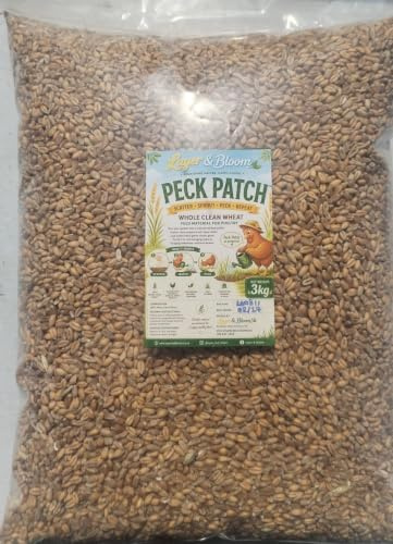 3kg Whole Clean Wheat Poultry Feed | Natural Foraging, Chickens, Ducks & Poultry, Scatter & Grow, Perfect for Gardens & Runs, 100% Whole Wheat