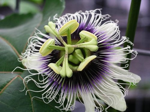 10 Graines de Fruit de la Passion (Passiflora edulis)