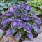 Brilliant Hosta Bulks, bulbi perenni e professionali per splendide esposizioni da giardino, 4 lampadine, E