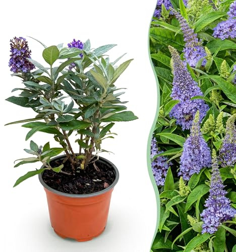 Buddleja davidii Butterfly Candy Little Lilac - Cespuglio di farfalle - Compatto - Lilla - 20-30cm - Ø12cm - Pianta da giardino
