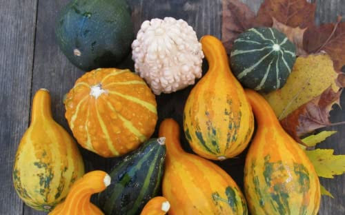 12 Seeds of Edible - Ornamental Gourd Mix - Cucurbita Pepo - Climber