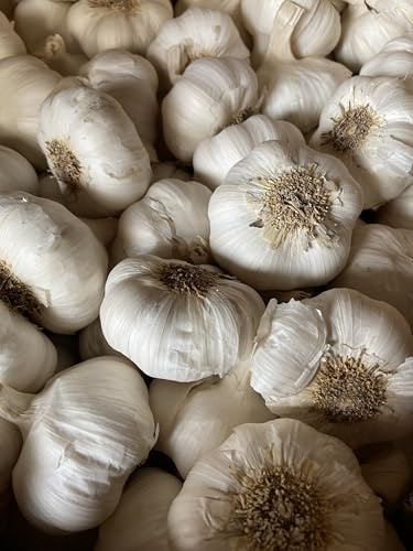 Bulbos de semillas de ajo, dientes grandes, resistentes al frío, sabor audaz (5)