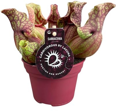 Sarracenia venosa - 20cm - Ø12cm - Plante d'intérieur - Vert persistant