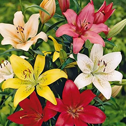 5 X Lilium Mix - Gigli Misti Profumati - Bulbi Di Alta Qualità (5)