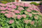 Sedum spectabile 'Rosenteller' ca. 9x9 cm Topf - Fetthenne, rosa Blüten, Blütezeit August-Oktober, ideal für Steingärten, trockenheitsresistent, pflegeleicht