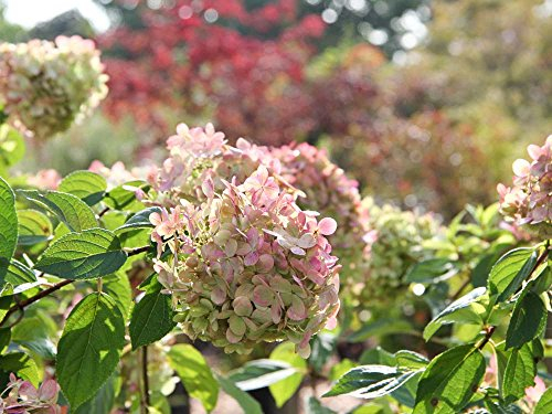 Rispenhortensie Limelight - weiß & rosa Blüte - Hydrangea paniculata Limelight - Containerware 60-80 cm - Garten von Ehren®