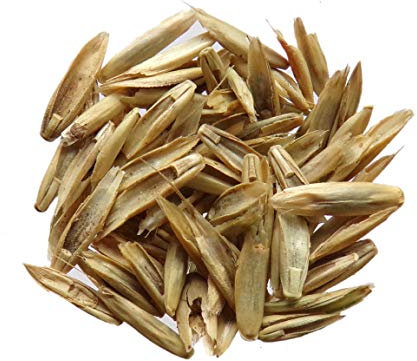 Ray Grass Italien - Lolium Multiflorum (Engrais Vert) SEM05