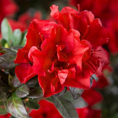 Pianta vera di Azalea Encore Autumn Fire - Diametro Vaso Ø 24 cm