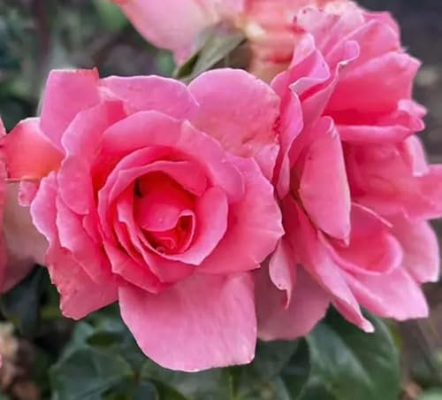 My Lovely Nan - Potted Rose - Hybrid Tea