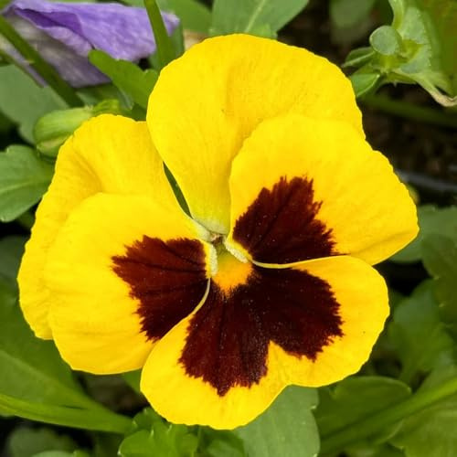 semi di viola del pensiero resistenti - tappezzanti decorative soggiorno balcone vecchie varietà aiuola rialzata 200pcs