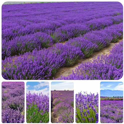 semi di lavanda resistenti, letto, balcone, esotiche selvatici, 1000pcs