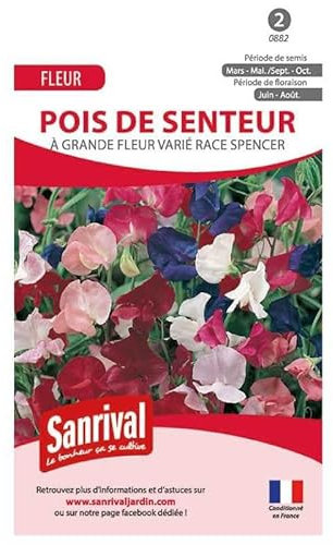 Graines de pois de senteur varié