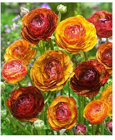 Oliwier's Bulbs 10 x Ranunculus Asiaticus Picotee Cafe Au Lait Beautiful Spring Summer Flowering Bulbs Persian Buttercup Aviv Cut Flowers Hardy Garden Perennial Ready to Plant Corms Size 5/6