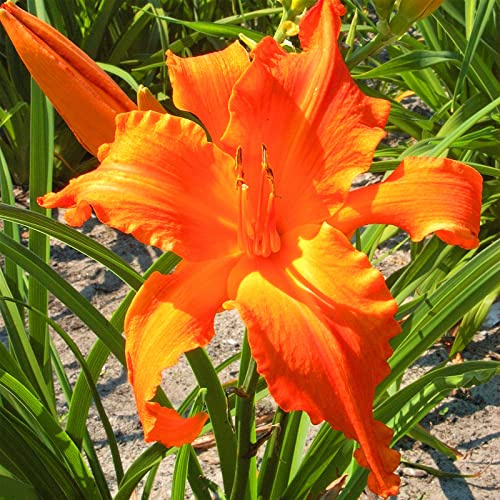 Habitaciones Purificadoras De Aire Multicolor, Muy Abejos, Cuidado fácil, Rizomas Hemerocallis, Jardín, Top Hemerocallis, Dobles Hemerocallis, 10bulbos-H