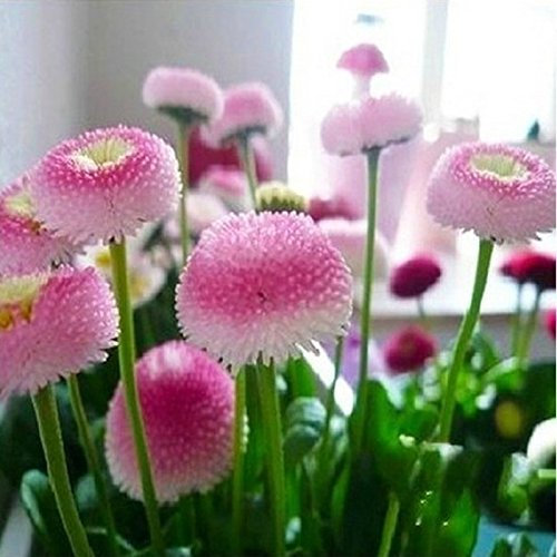 200 pcs/lot Daisy Graines Crème glacée aux fraises petites graines de plantes Bonsai pour jardin plantation Bonsai plante Graines de fleurs