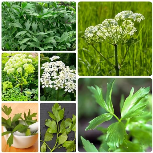 Semi di levistico, prodotti sostenibili del giardino cucina 350pcs
