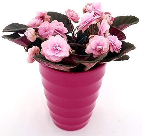 POWERS TO FLOWERS - SAINTPAULIA PINK LADY IN VASO CERAMICA FUCSIA A CERCHI CONCENTRICI, VIOLETTA AFRICANA, pianta vera