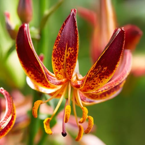 LILIUM-lökar (LILJOR) | Lökar från de bästa nederländska odlarna | Exklusivt urval och kvalitetskontroll | Blomningsgaranti. (1 Röd Krollilja)