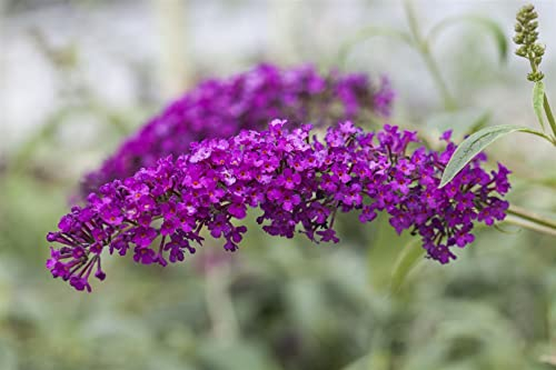 Buddleja davidii 'Royal Red' 60–100 cm – Winterhart, Mehrjährig, Pflegeleicht – Schmetterlingsflieder – Zierstrauch für Garten & Beet