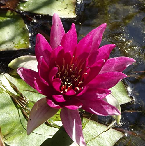 Teichpflanzen Seerosen : Nymphaea Seerose  James Brydon  winterhart Pflanztiefe bis 150 cm