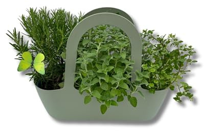 P. Piantine da Orto | Aromibag Verdino Composta da Menta Piperita, Rosmarino, Maggiorana, Piante Vere, Idea Regalo, Vivaio Italiano
